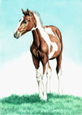 Mares and Foals, Equine Art - Paint Colt
